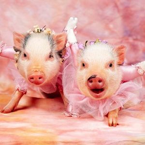 Meet your Posher, Charlene